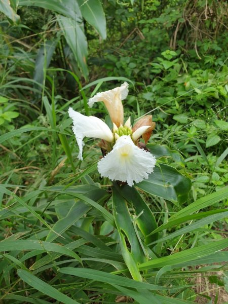 台灣小百岳No.070刣牛湖山1088400