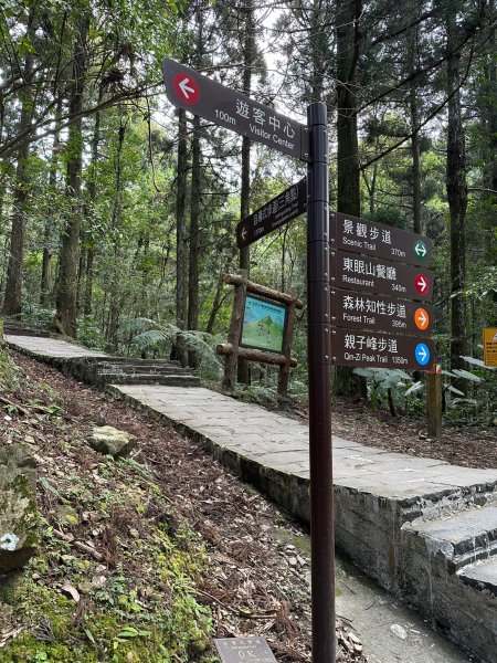 東眼山自導式步道O形漫步續走親子峰步道到化石區2067590