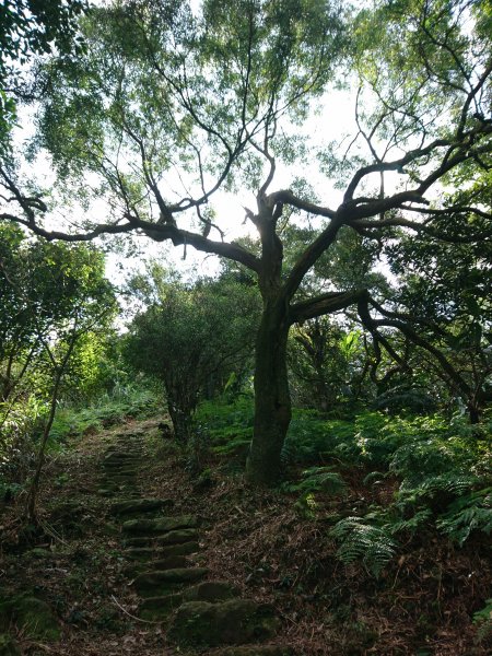 泰安瀑布-姜子寮山步道821753