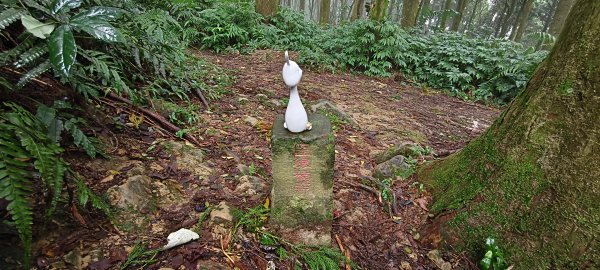 2025/11/02_大崎棟古道+騎龍古道+逃學步道2929069