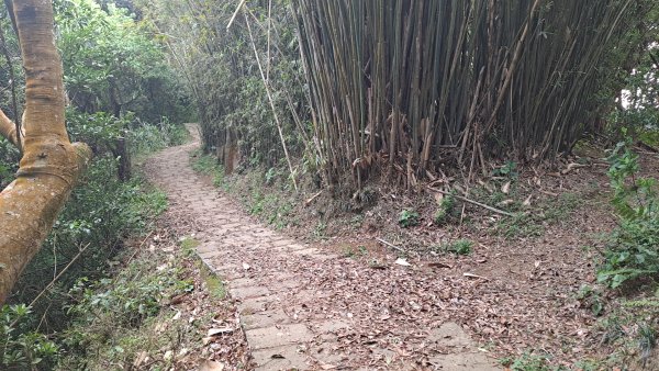 20240305坪頂古圳-登峰圳-內雙溪古道-瑪礁古道-大崎頭步道O繞2447238