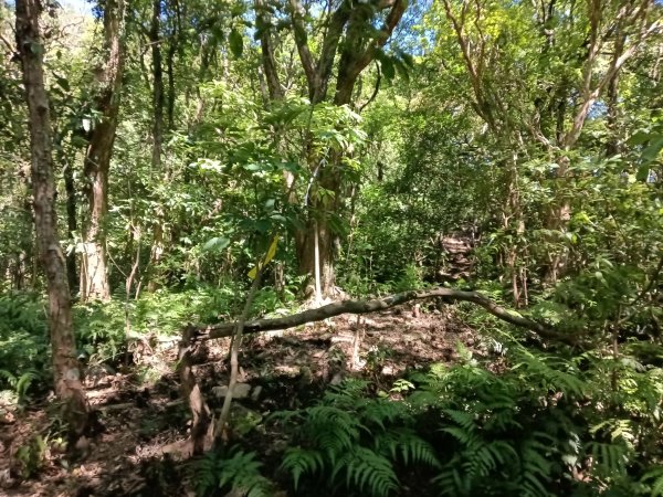 雙溪區中坑東山去回+林厝前荷花2877649