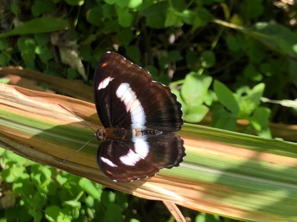 埔里彩蝶瀑布之國姓鄉眉冷山及糯米橋1466174