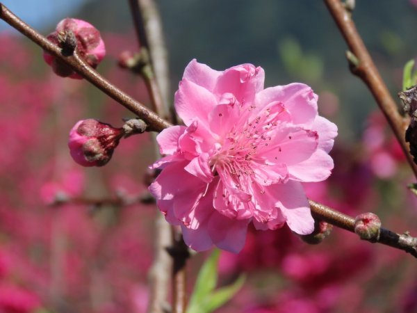 樟樹步道登山口前的［櫻花］（2024/2/14）2433393