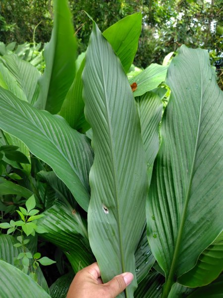 烏山、刣牛湖山、竹子尖山2891957