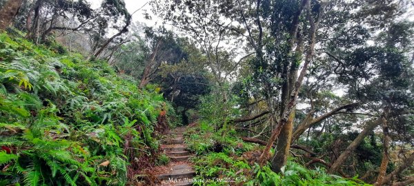 《苗栗》霧雨寒流｜三義三角山步道202512252969210