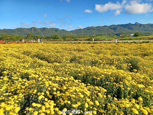 【苗栗銅鑼】健行賞花兩相宜。 銅鑼雙峰山x2023杭菊花季2355240