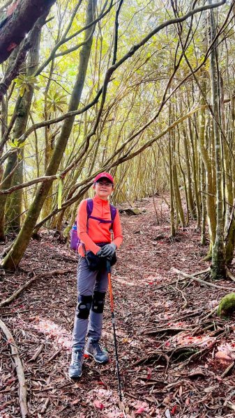 🌈3/7（六）谷關七雄波津加~大雪山進谷關出✨FB：熊熊趴爬走🌈3011489