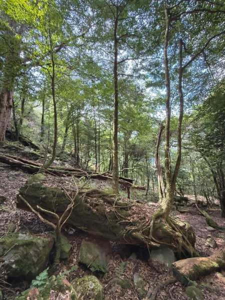 船型山林道賞雲海、烏石坑山、2432峰 山景海景一次到位2929295
