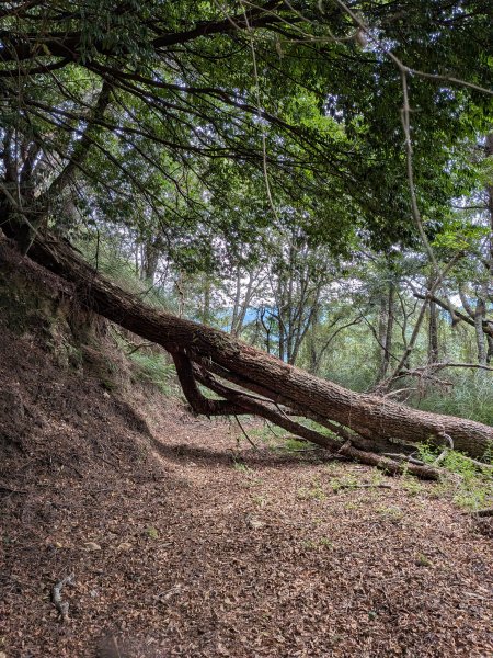 結界縱走三日(結城山、境界山、檜山)2920863