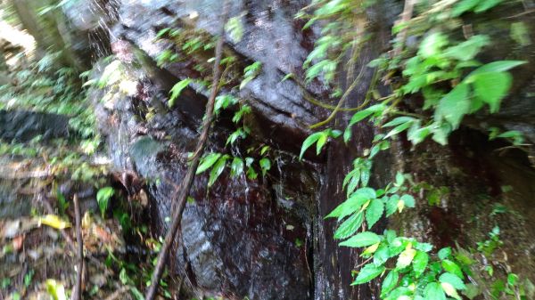 登山戲水於大羅蘭溪古圳步道(福山馬岸)172762