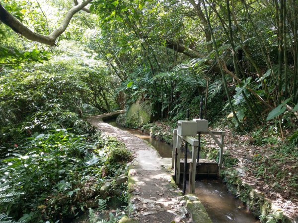 《狗殷勤古道：綠意盎然的樹蔭、潺潺流水的古圳》炎炎夏日首選1454094