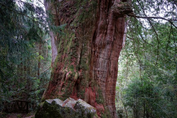 【輕忽】【大安溪神木】2695040