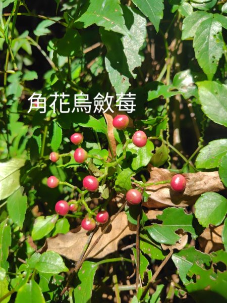 西阿里關山2823115