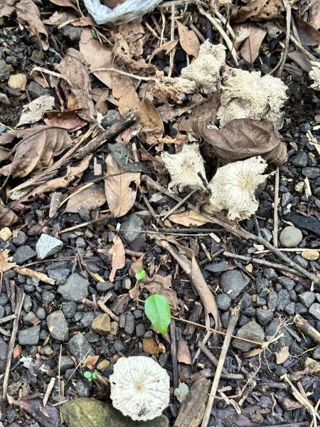 二格山、南邦寮山2941686