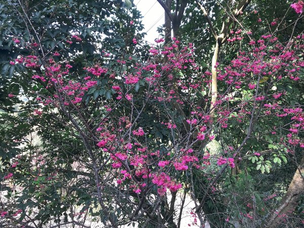 ~ 烘爐地登山步道(南勢角山) ~1626937