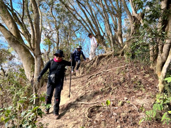 青桐林環走桐林山2018965