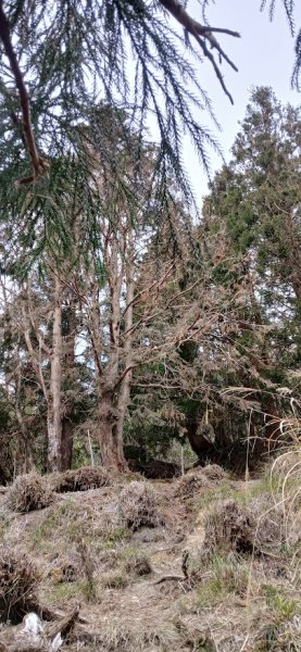 2025 3/1 三星山2723847