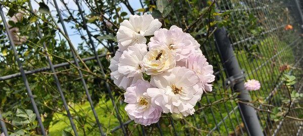 2025/022/22_峨眉湖環湖步道2719291