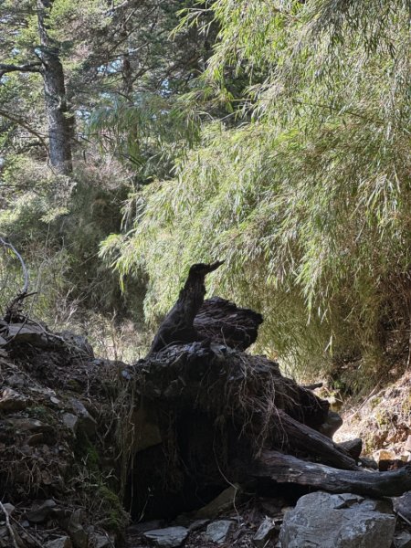 東埔-排雲-玉山西峰-玉山主峰2753213