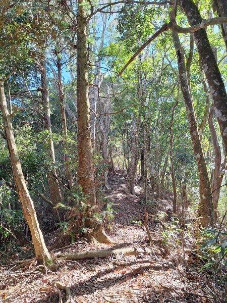 泰安麻必浩林道南坑山O型202502282724668