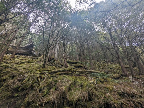 廢棄的伐木時期聚落「巒安堂」。陡下膝軟的「西巒大山」2137066