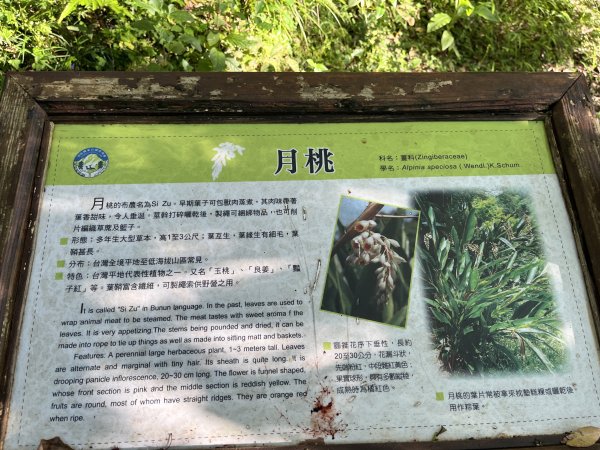 [玉山尋寶任務-03/12] 2025_0810 瓦拉米步道2857462