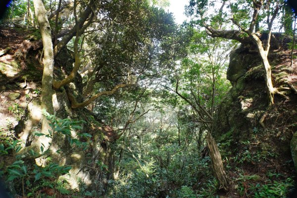 新竹 尖石 蓮包山、外鳥嘴山2914326