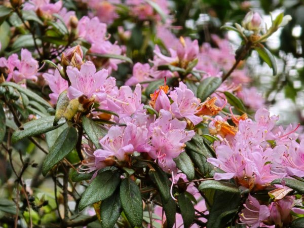 終於看到1000元背面的山景登頂玉山北峰／前峰2495831