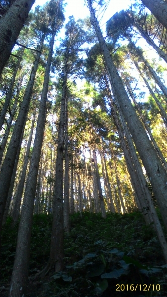 20161210新竹高台山,小中大島田山79316