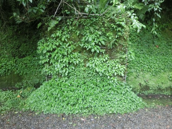 拉拉山神木群．巴陵古道620783