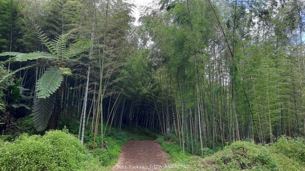 《雲林》望好望角｜石壁山嘉南雲峰步道(中側登山口）202506072805316