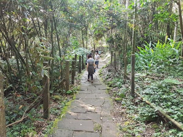 土城桐花公園步道123772