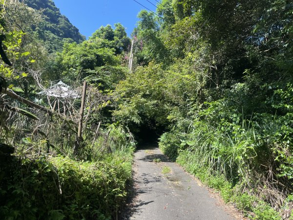 [皮皮獅Hike客任務-07/10] 2024_0831 大山背麒麟步道2586096