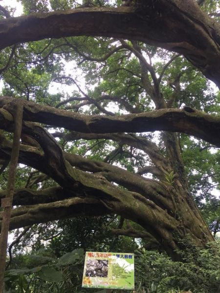 環大台北天際線第8段（迴龍-鶯歌）397672