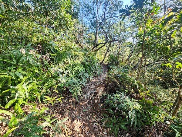 20250323慈湖草嶺山 ~ 五寮尖2781015