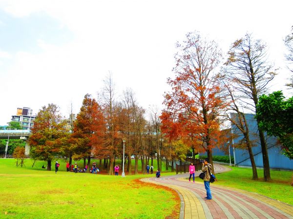 白鷺鷥山與大湖公園落羽松步道235884