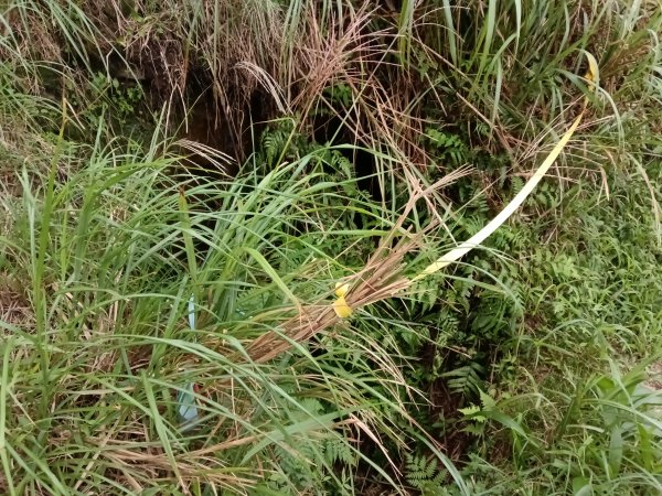 雙溪區不厭亭+草山公路+牡丹山+不厭亭+金字碑古道(探幽亭)+三貂崙+不厭亭8字走2941914