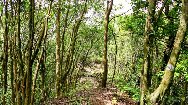 石碇大崙,人頭面山,獅公髻尾山2800417