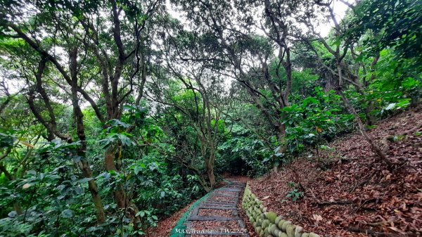 《彰化》西北雨後｜花壇大嶺巷步道群O繞202408242579749