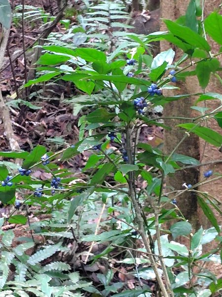 鳳鳴古道 鳳鳴山 南隘勇（南長城）古道 三湖山 八達嶺（龍骨）古道 綠色古道 延平古道2975312