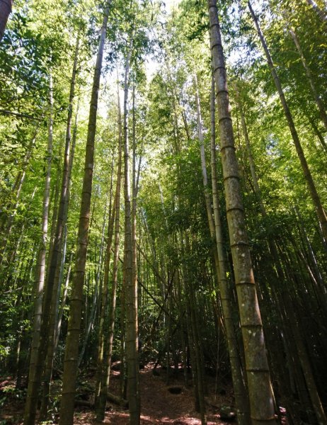 鳶嘴西稜O走（大崠山、長壽山、鳶嘴山）1073395