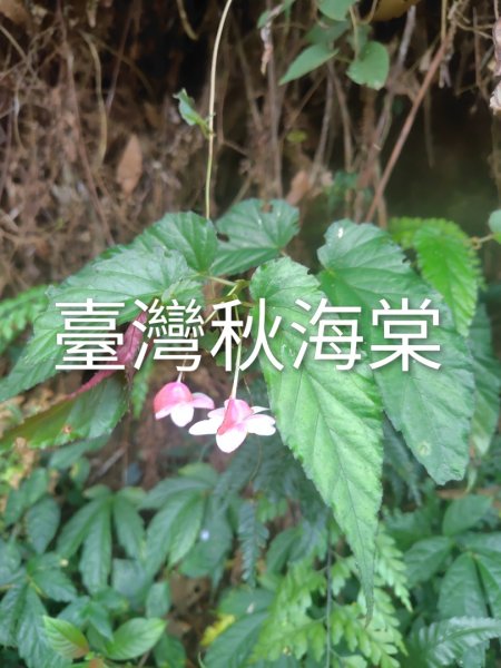 多納六秀 京大山2957562