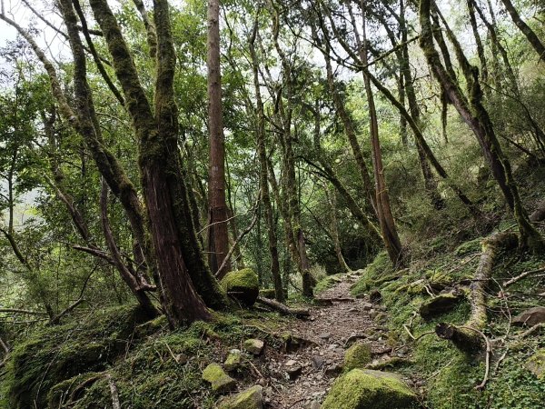 [玉山尋寶任務-08/12] 2025_0824 鹿林山步道_鹿林山2870803