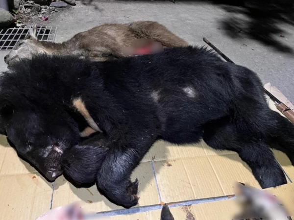 【新聞】台灣黑熊之死 保育協會怒問：熊屍去向、獵具管理漏洞