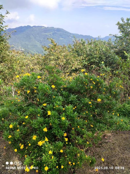 【油羅山/露營】 仙境舒活健走，雲端徜徉野趣！2887869