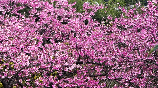 即將春季的百花齊放鵝尾山串行古圳道及平菁街42巷賞櫻健行O型走2988687