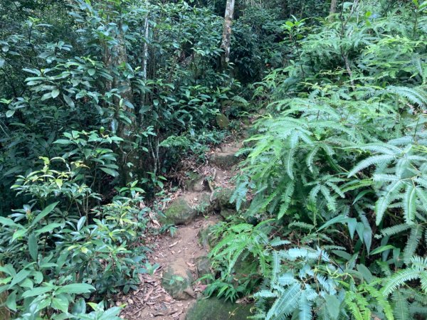 關西赤柯山、東獅頭山步道2278802