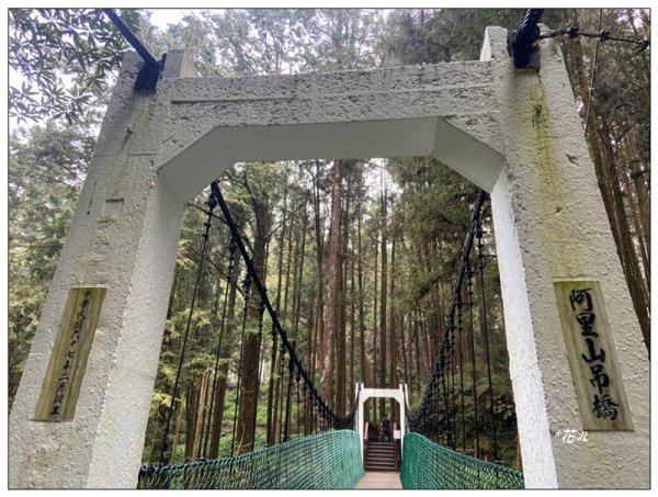阿里山神木群棧道2771628
