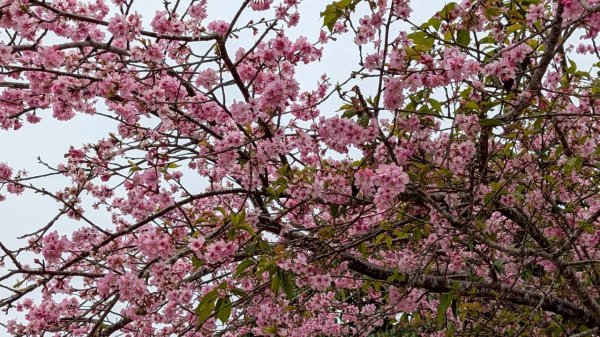 雲嘉五連峰 (大尖山、二尖山、馬鞍山、梨子腳山、太平山)2991062